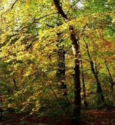 Yeni məhsul: Hidroxypropyl Tetrahidropyran Triol (yağda həll)